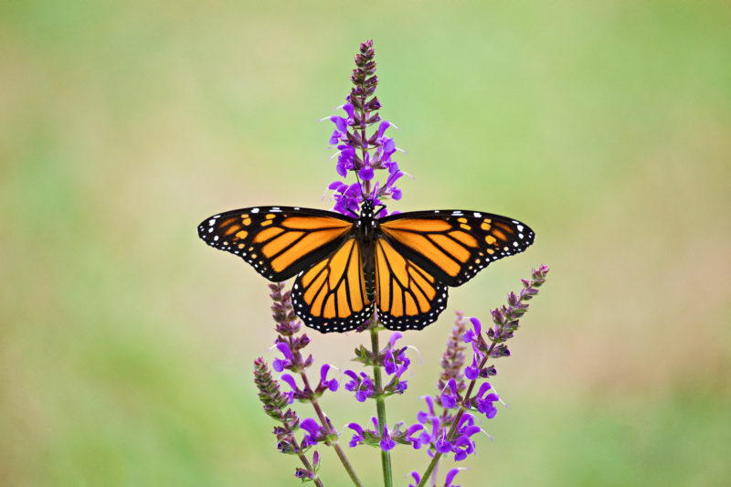 Monarch Butterfly and Purple Flowers: A Stunning Example of Complementary Colors