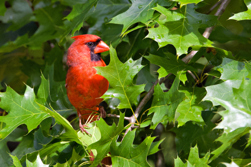 Bold and Brilliant: The Impact of Red in Wildlife Photography