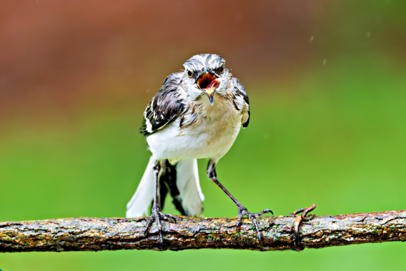 A Northern Mockingbird in the Rain