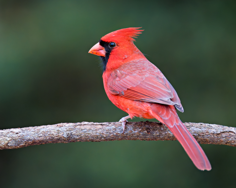 A Northern Cardinal - Vibrant Sentinel of the Forest