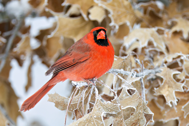 Northern Cardinal in a Snowy Landscape