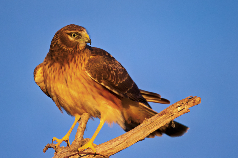 Northern Harrier in Golden Light: The Magic of the Golden Hour