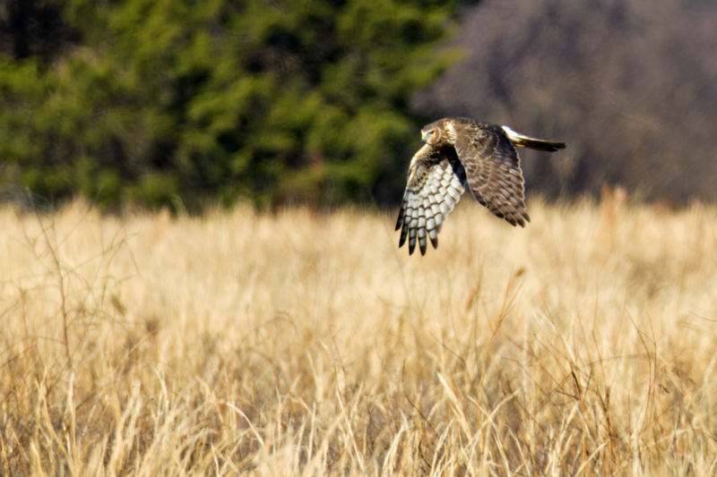 Heat Haze and the Hunt: A Northern Harrier in Flight