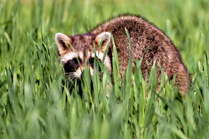 Hidden in the Grass: A Raccoon’s Stealthy Gaze