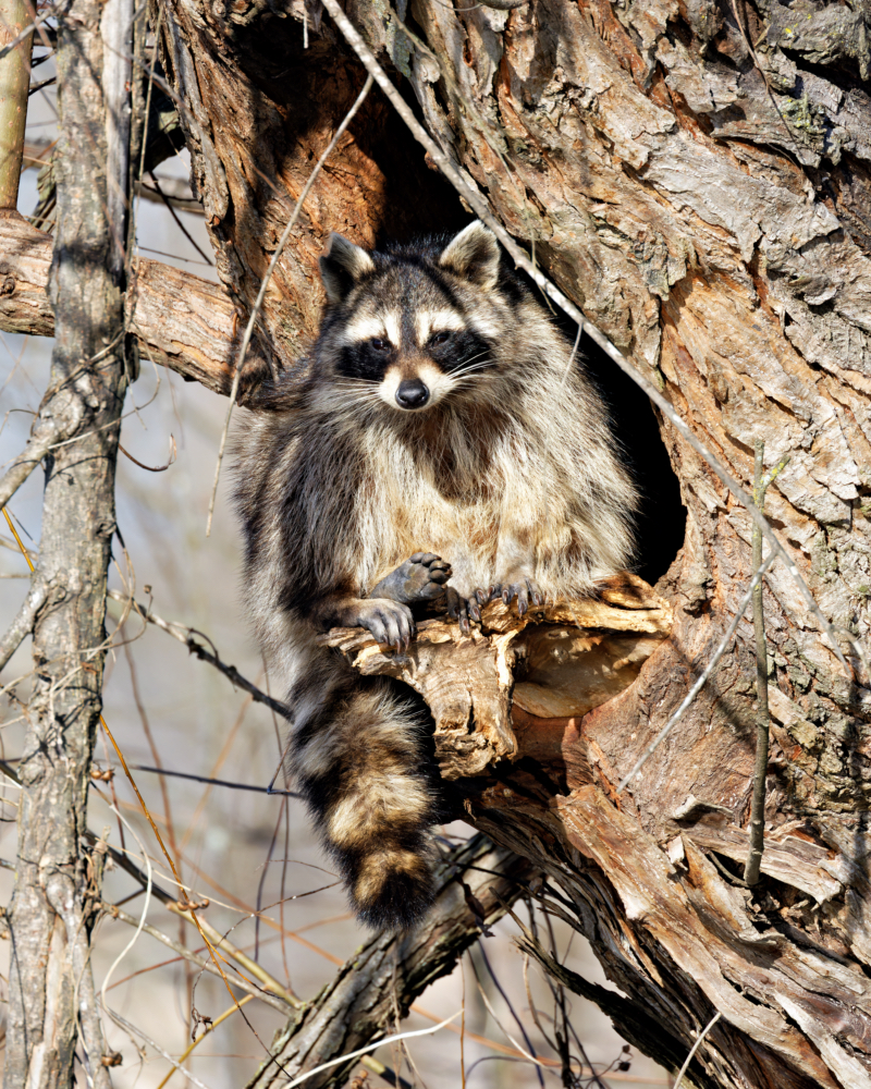 A Raccoon's Woodland Retreat