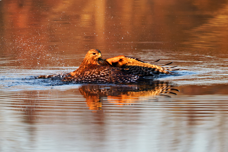 Golden Triumph: Red-shouldered Hawk’s Catch