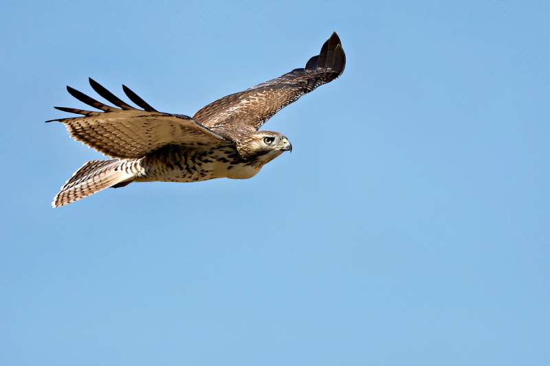 Wildlife Action Photography: A Red-Tailed Hawk in Flight