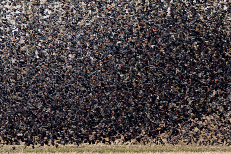 A Massive Flock of Red-winged Blackbirds