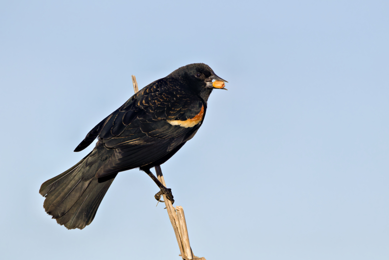 Red-winged Blackbird with a Golden Prize