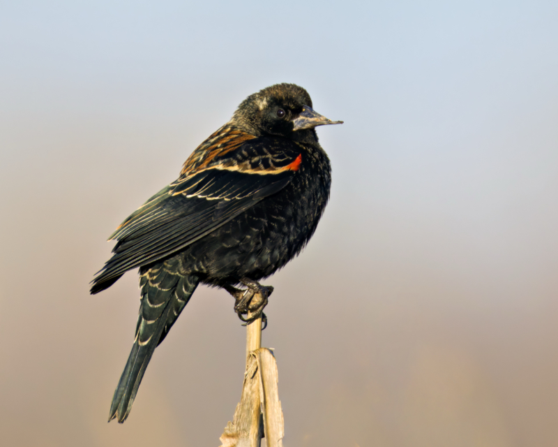 Red-winged Blackbird with Beak Deformity Due to Avian Keratin Disorder