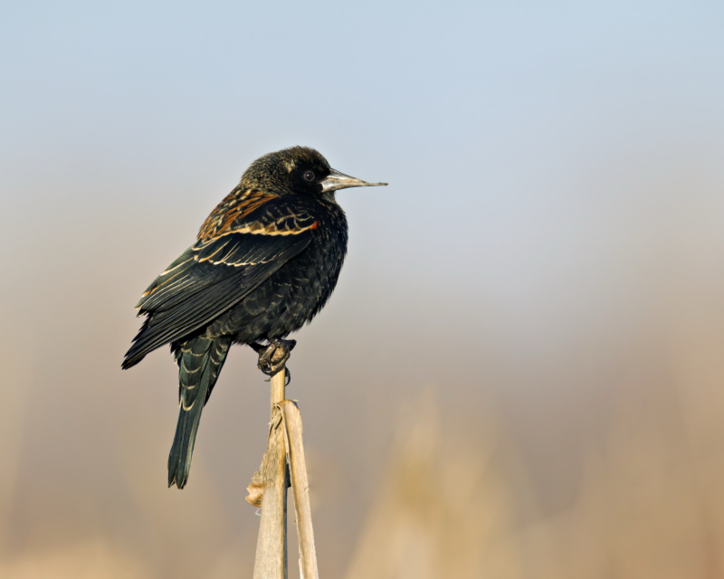 Red-winged Blackbird with Avian Keratin Disorder