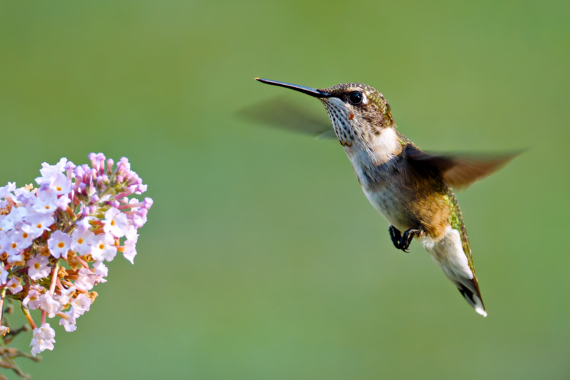 A Ruby-Throated Hummingbird in Motion