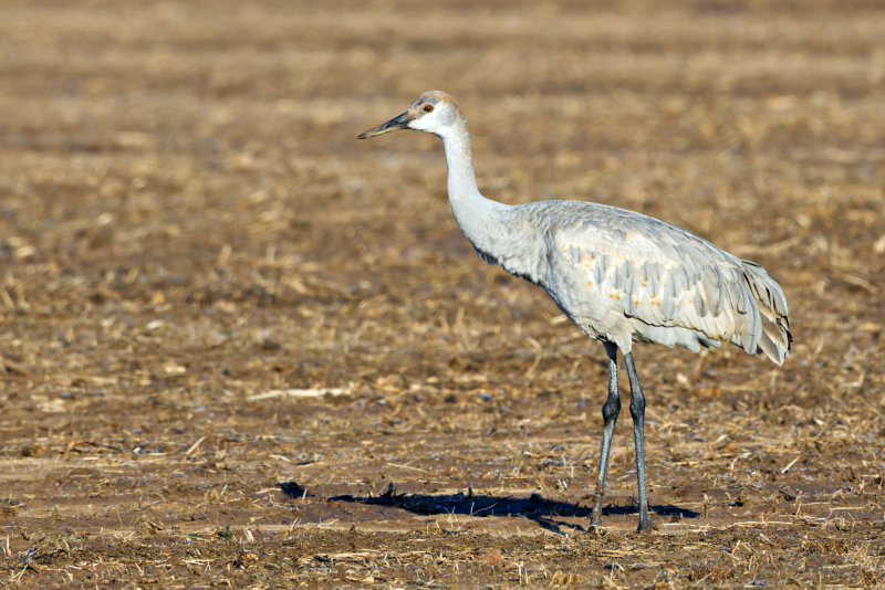 Sandhill Crane in the Fields