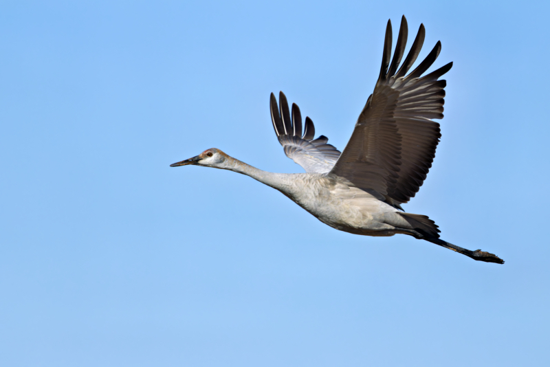 Sandhill Crane Takes Flight