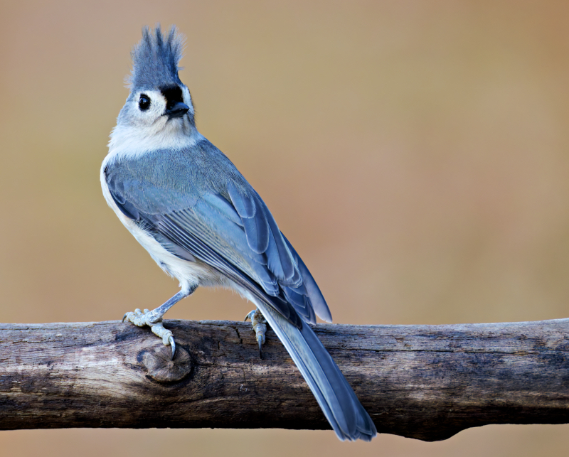 A Tufted Titmouse in the Breeze