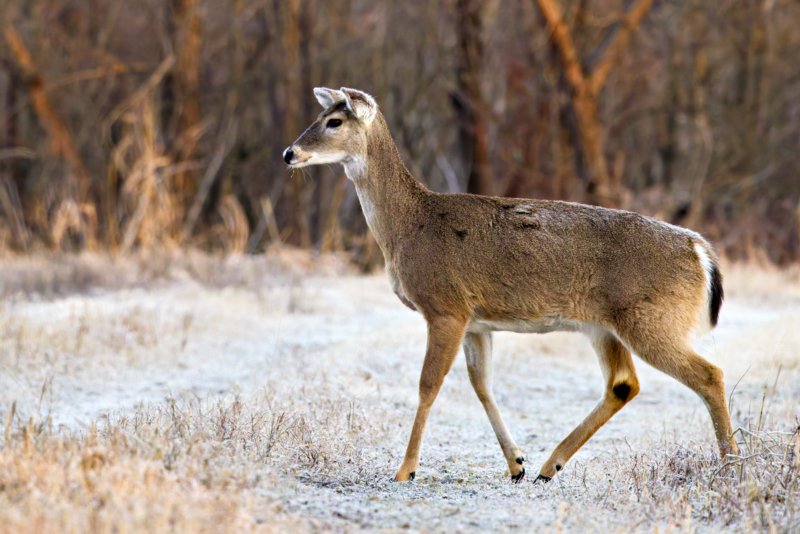 Alert White-tailed Doe Senses Danger