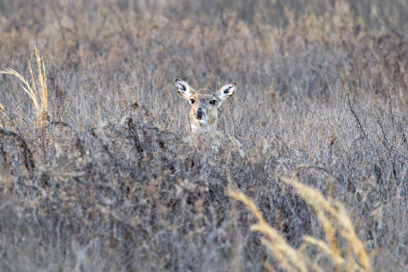 White-tailed Doe - Hidden in the Brush