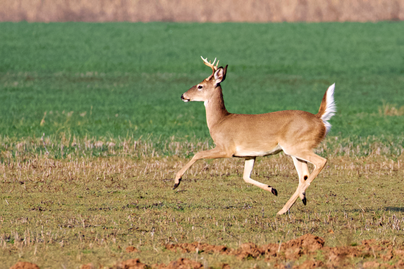 A White-Tailed Buck in Full Stride