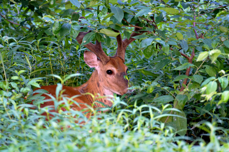 White-tailed Buck in the Underbrush