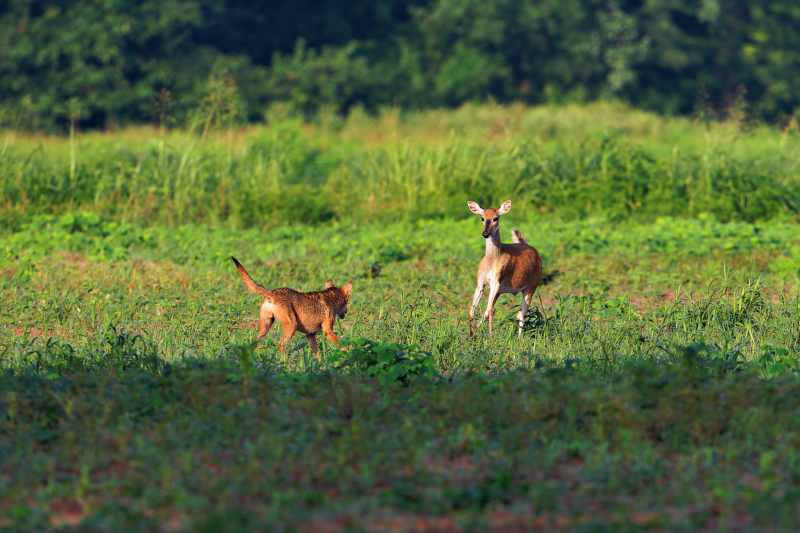 A Tense Encounter: White-tailed Doe Faces Off Against a Coyote