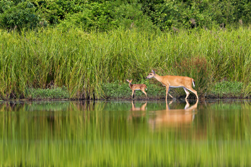 White-tailed Doe and Fawn by the Water’s Edge