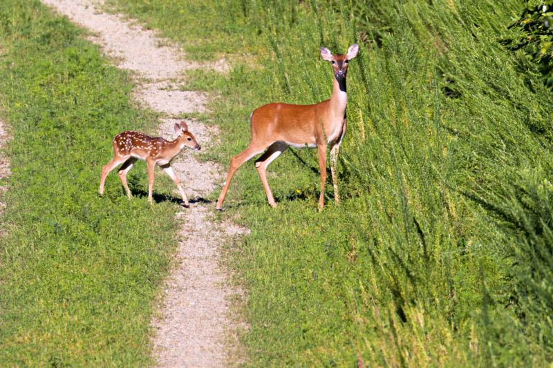 Guided by Nature: A White-tailed Doe and Fawn on the Path