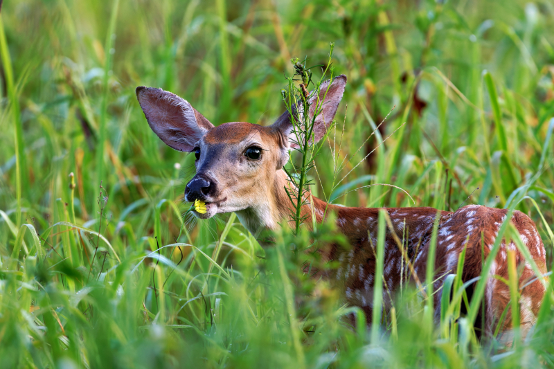 Intimate Wildlife Portrait of a White-tailed Fawn