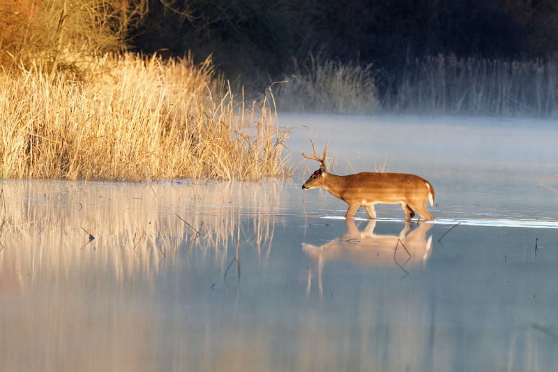 Golden Passage: A Whitetail Buck’s Tranquil Crossing