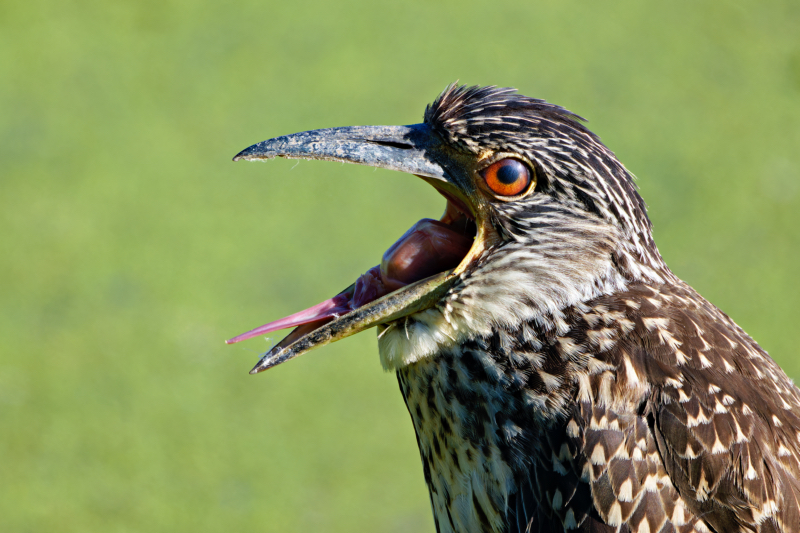 Intimate Wildlife Portrait of a Yawning Yellow-crowned Night-Heron