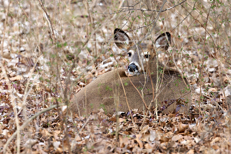 Resting in the Thicket: A White-tailed Doe’s Quiet Moment