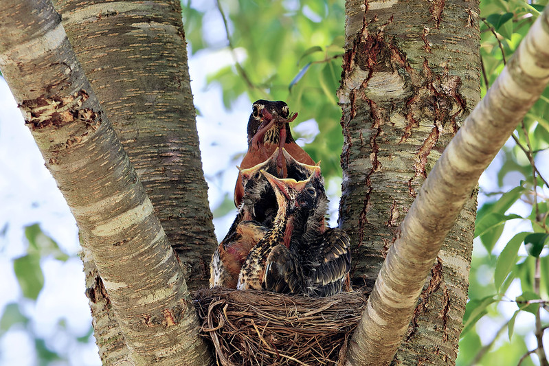 Framed by Nature: An American Robin Nourishing Its Young