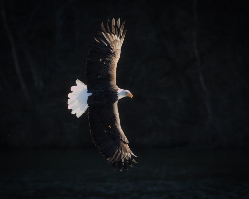 Low-Key Wildlife Photography in Action: A Bald Eagle in Dramatic Light