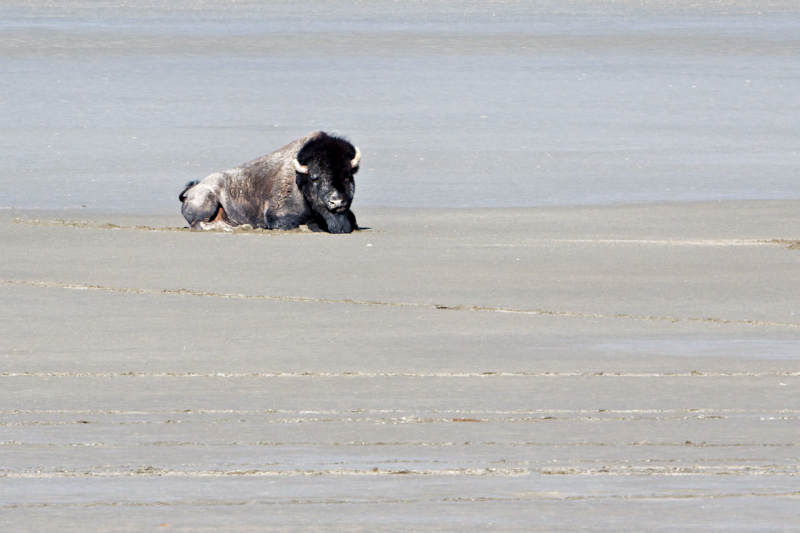 Solitude on the Salt Flats: A Bison’s Rest at the Great Salt Lake