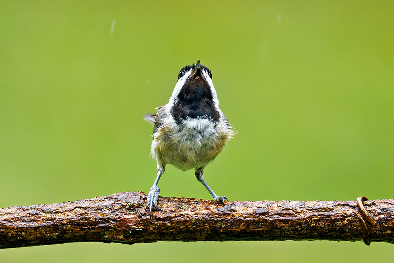 Carolina Chickadee in the Rain Carolina Chickadee in the Rain