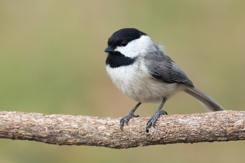 A close-up side view of a Carolina Chickadee perched on a textured vine against a green background.