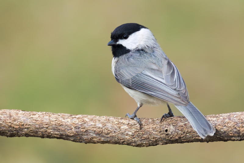 A Carolina Chickadee perched on a vine looking over its shoulder, showing clear detail of its feathers.