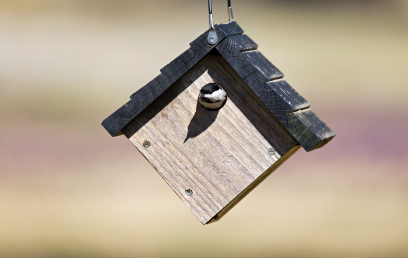 A Carolina Chickadee peeking out of a wooden birdhouse with soft background.