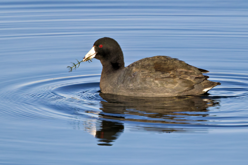 American Coot pulling aquatic vegetation from the water at Sequoyah National Wildlife Refuge, showcasing its foraging behavior.