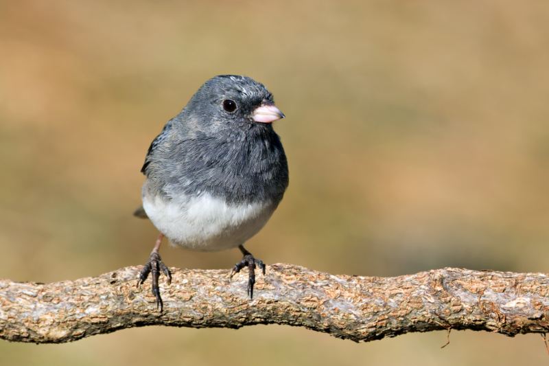 Dark-eyed Junco perched on a branch, looking alert with its black eyes focused, preparing for migration as the season changes.