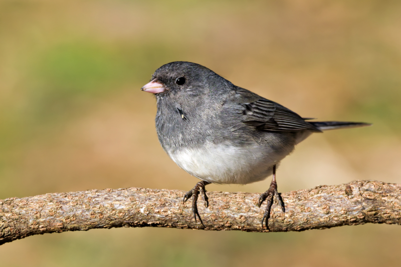 Dark-eyed Junco sitting on a branch in late winter sunlight, showing off its gray and white feathers with a blurred natural background.