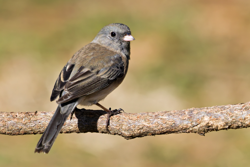 Dark-eyed Junco perched on a branch with a soft-focus background of brown and green tones, signaling the change from winter to spring.