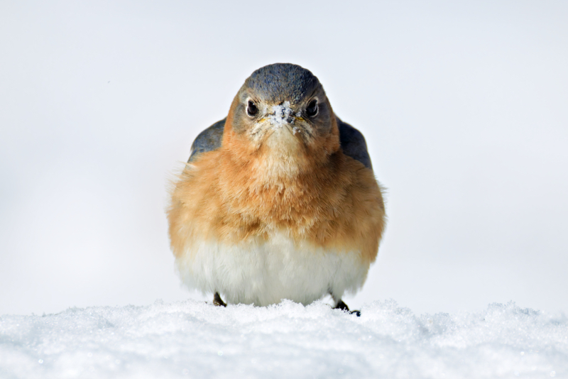 Eastern Bluebird in Winter: A Stunning Example of Foreground Depth