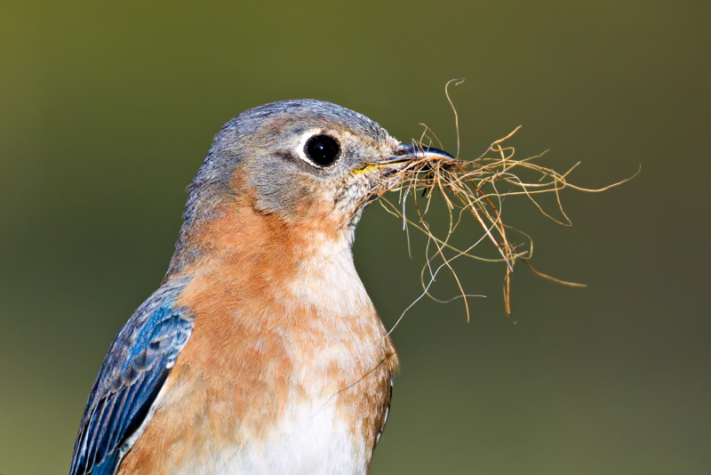 Close-up of a female Eastern Bluebird with nesting material in her beak, preparing to build a nest.