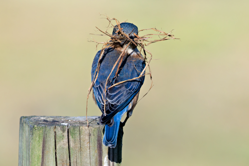 Eastern Bluebird seen from behind, holding twigs in its beak while perched on a wooden post during nest-building.