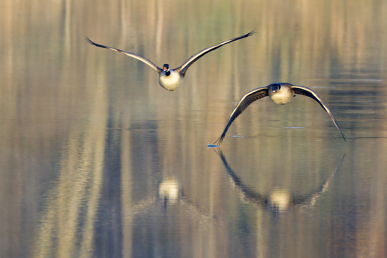 Two Canada Geese flying in unison over the reflective surface of Wells Lake at sunrise, with their reflections clearly visible.