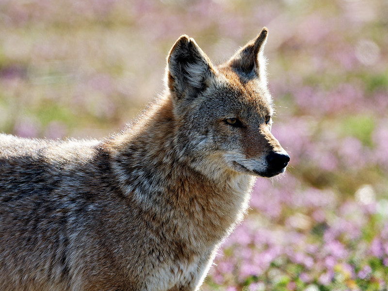 Profile of a Healthy Coyote