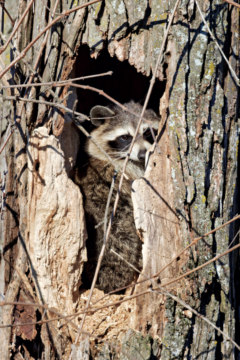 Framed by Nature: A Raccoon's Hidden Sanctuary