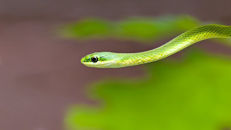 A vibrant green Rough Green Snake slithers gracefully through the air, surrounded by a blurred background of green foliage and brown earth in the Ouachita National Forest, Arkansas.