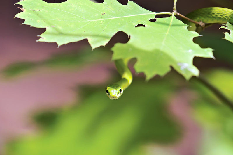 A slender Rough Green Snake peeks out from behind a jagged green leaf in the Ouachita National Forest, its bright green body blending seamlessly with the surrounding greenery.