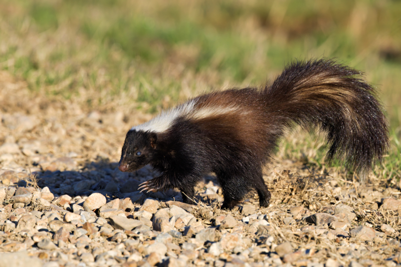 A rare striped skunk with an unusual mix of dark brown and black fur, walking on a gravel road at Sequoyah National Wildlife Refuge.